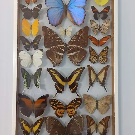 Appartement Butterfly Touch Sea View